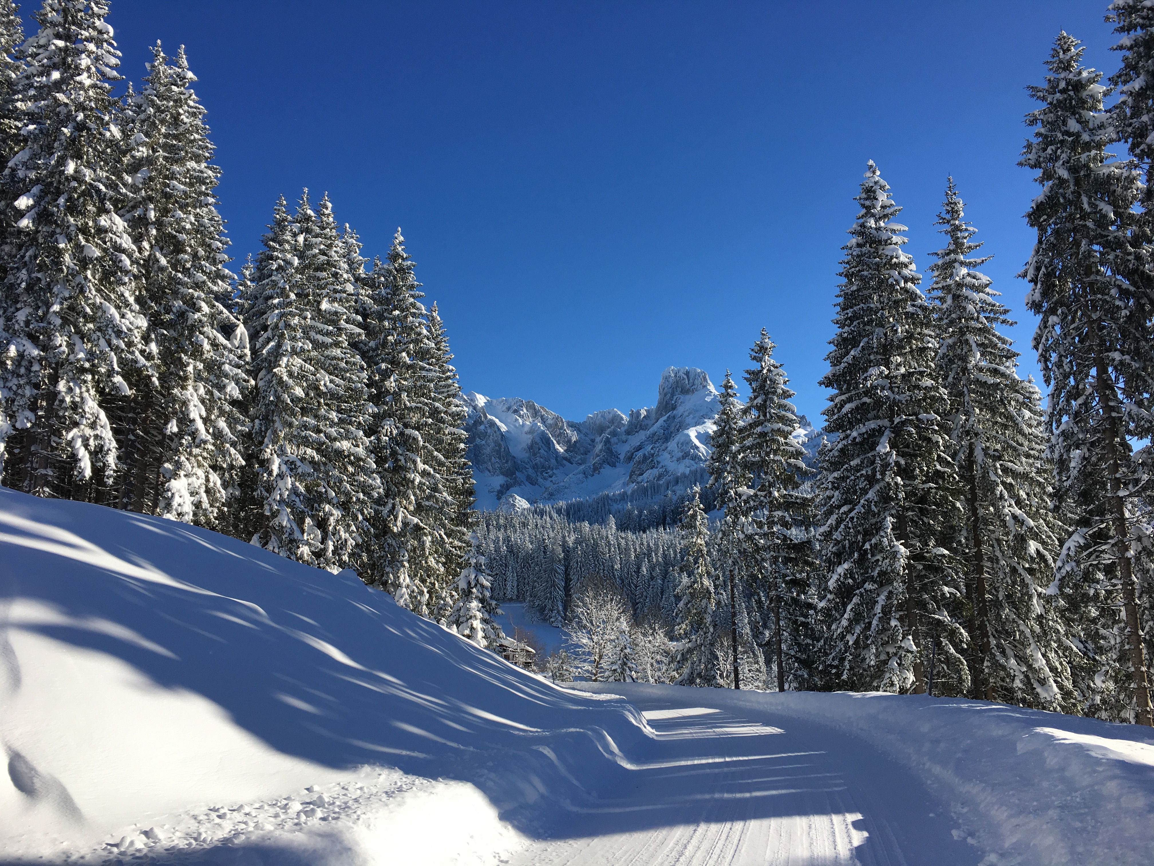 Bischofsmütze im Winter